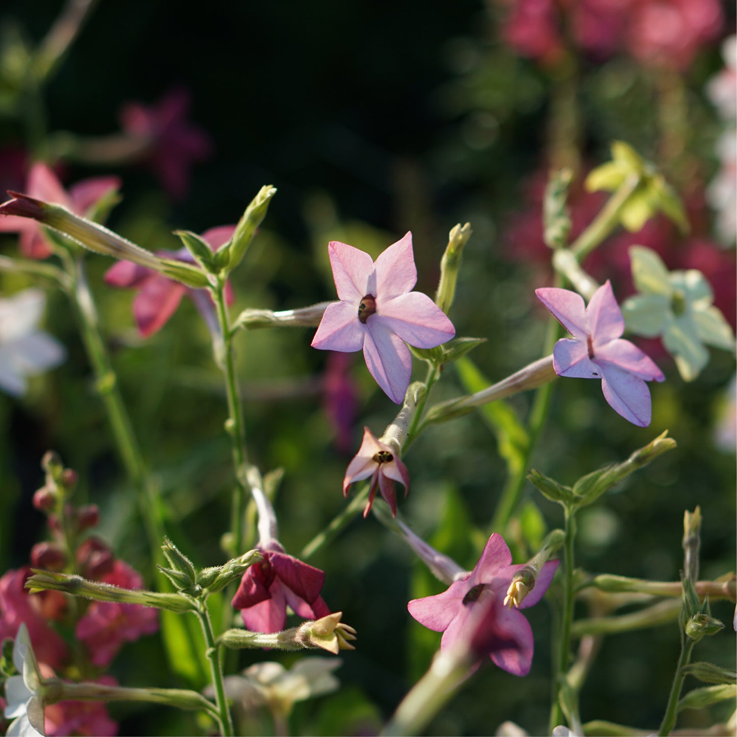 Nicotiana sanderae 'Perfume Bright Rose' (ornamental tobacco)