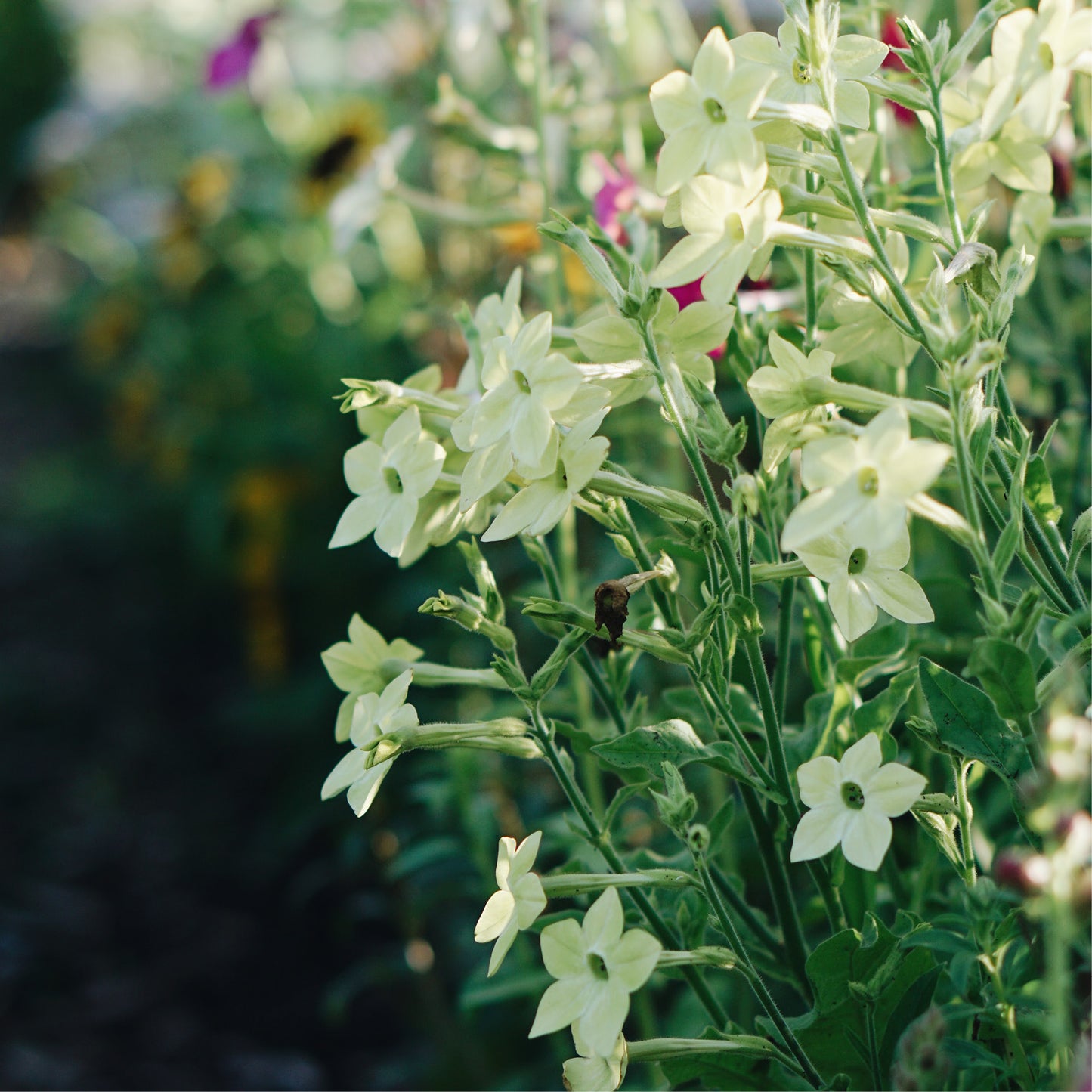 Nicotiana sanderae 'Perfume Lime' (ornamental tobacco)