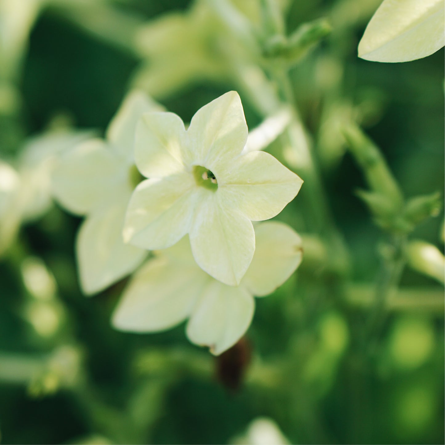 Nicotiana sanderae 'Perfume Lime' (ornamental tobacco)