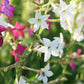 Nicotiana sylvestris (ornamental tobacco)