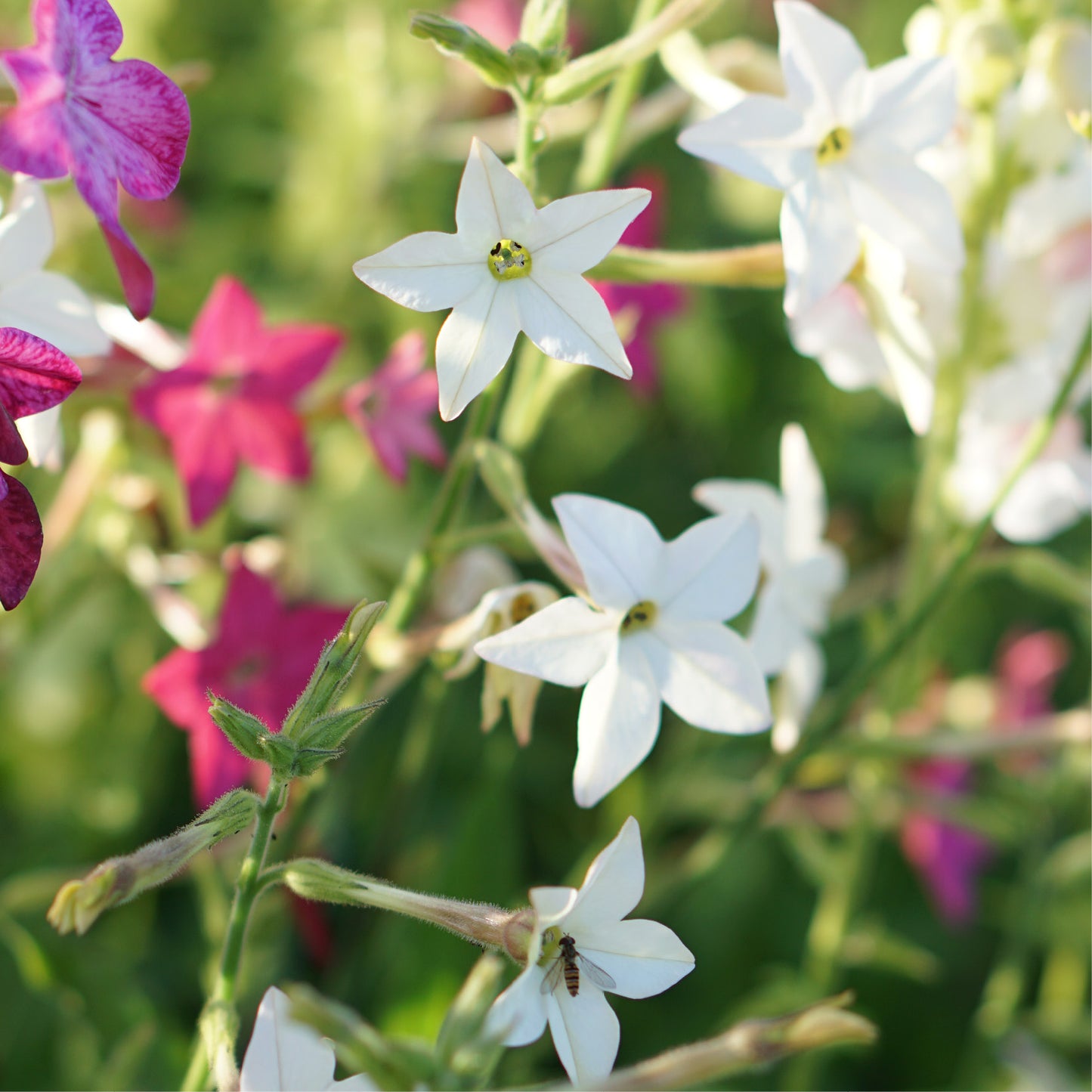 Nicotiana sylvestris (ornamental tobacco)