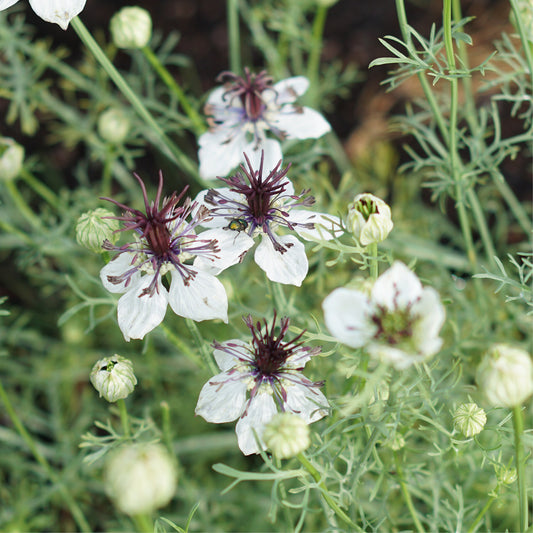 Nigella papillosa 'African Bride' (damsel in green)