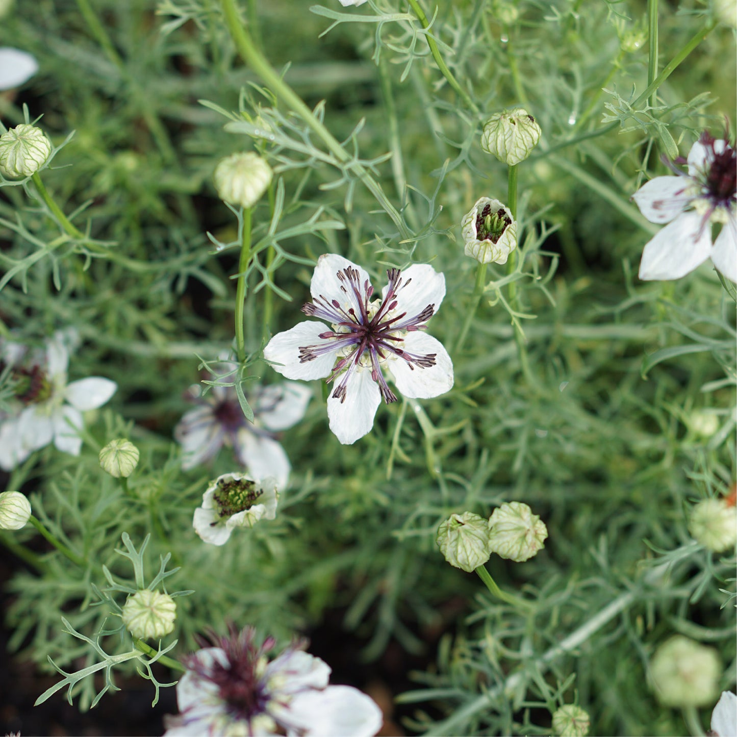 Nigella papillosa 'African Bride' (damsel in green)