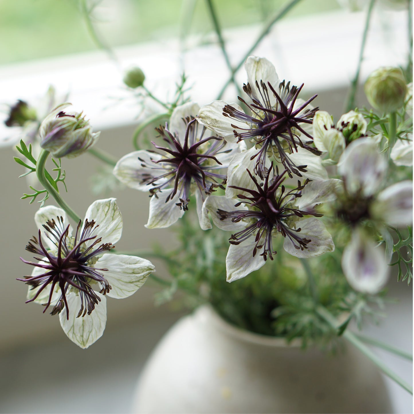 Nigella papillosa 'African Bride' (damsel in green)