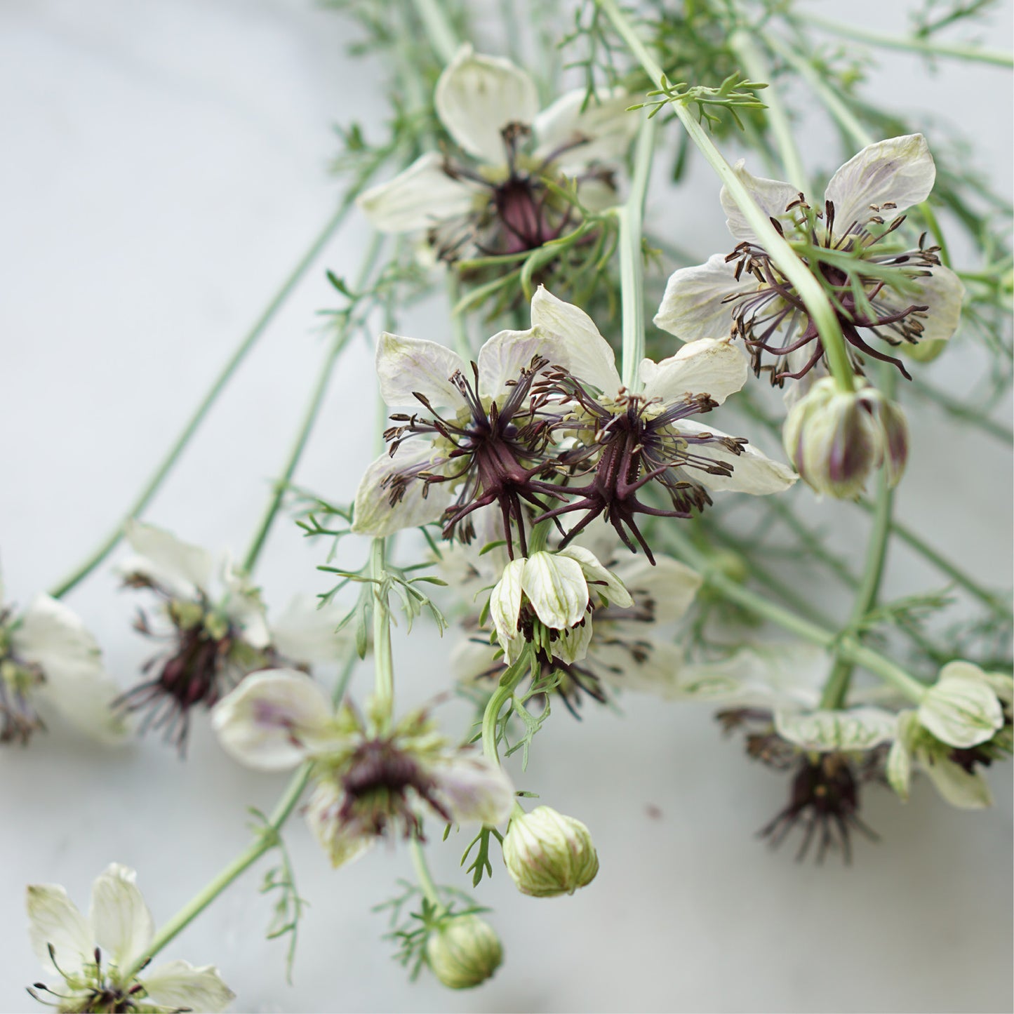 Nigella papillosa 'African Bride' (damsel in green)