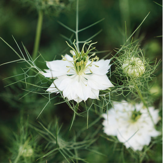 Nigella damascena 'Albion Green Pod' (missus in green) BIO