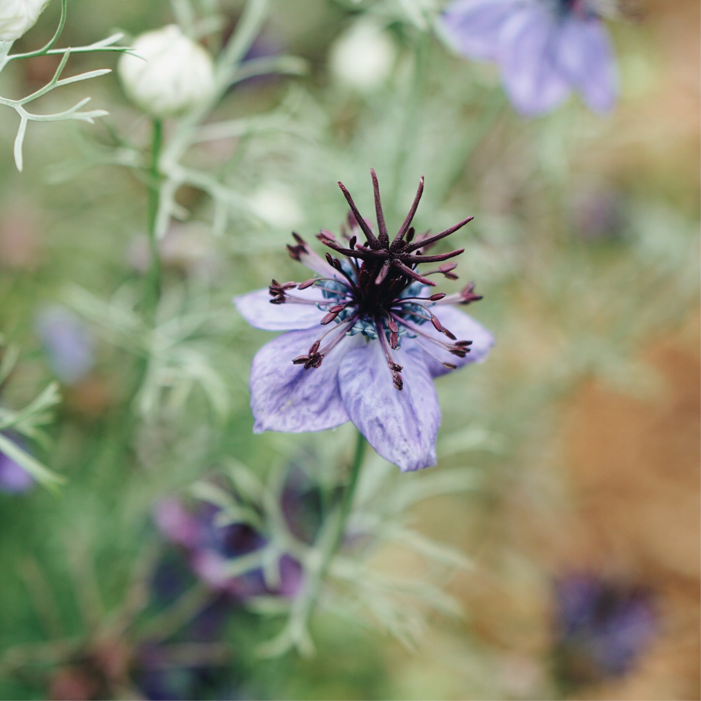 Nigella papillosa 'Delft Blue' (damsel in green)