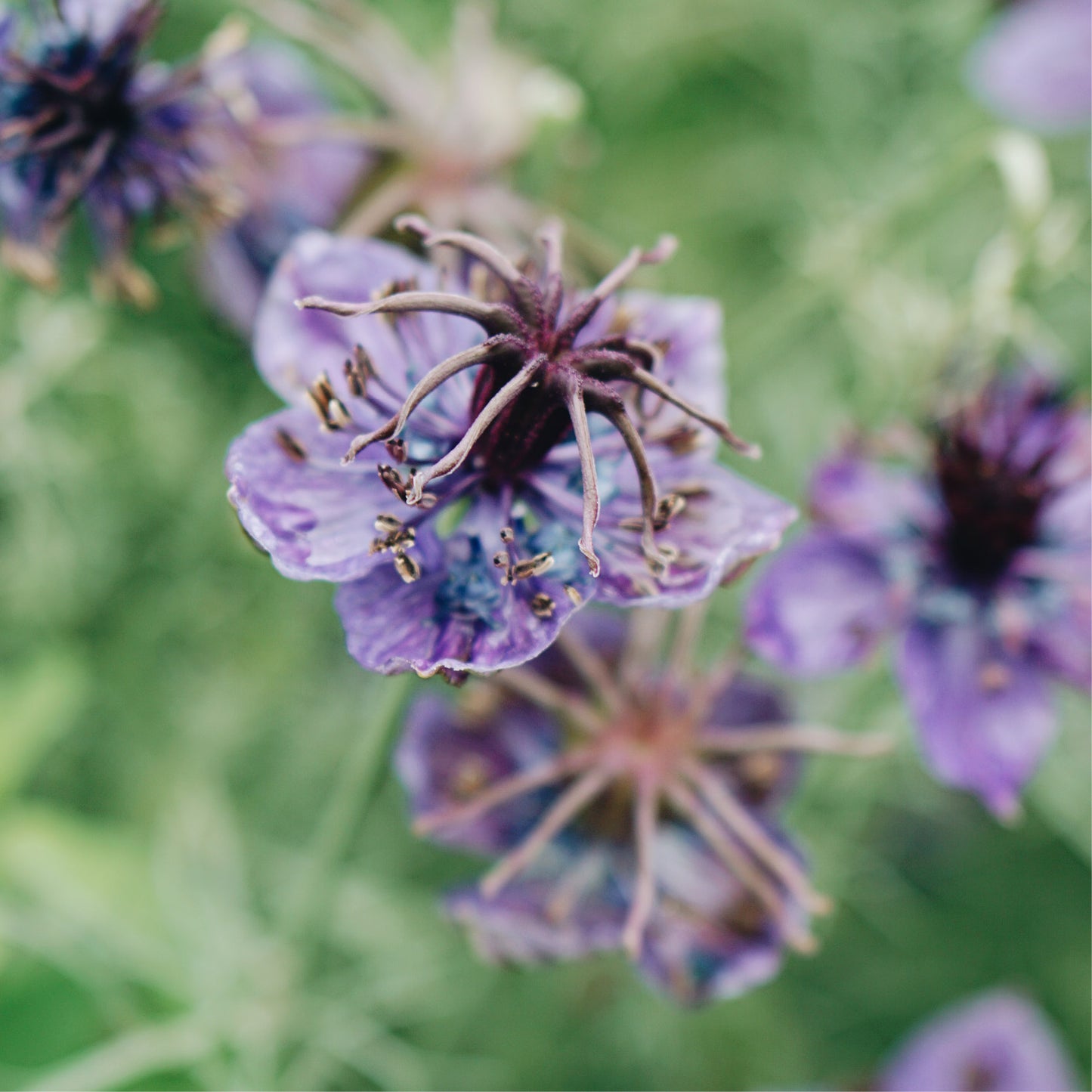 Nigella papillosa 'Delft Blue' (damsel in green)