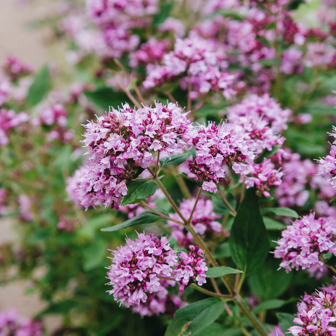 Origanum vulgare (wild marjoram) BIO