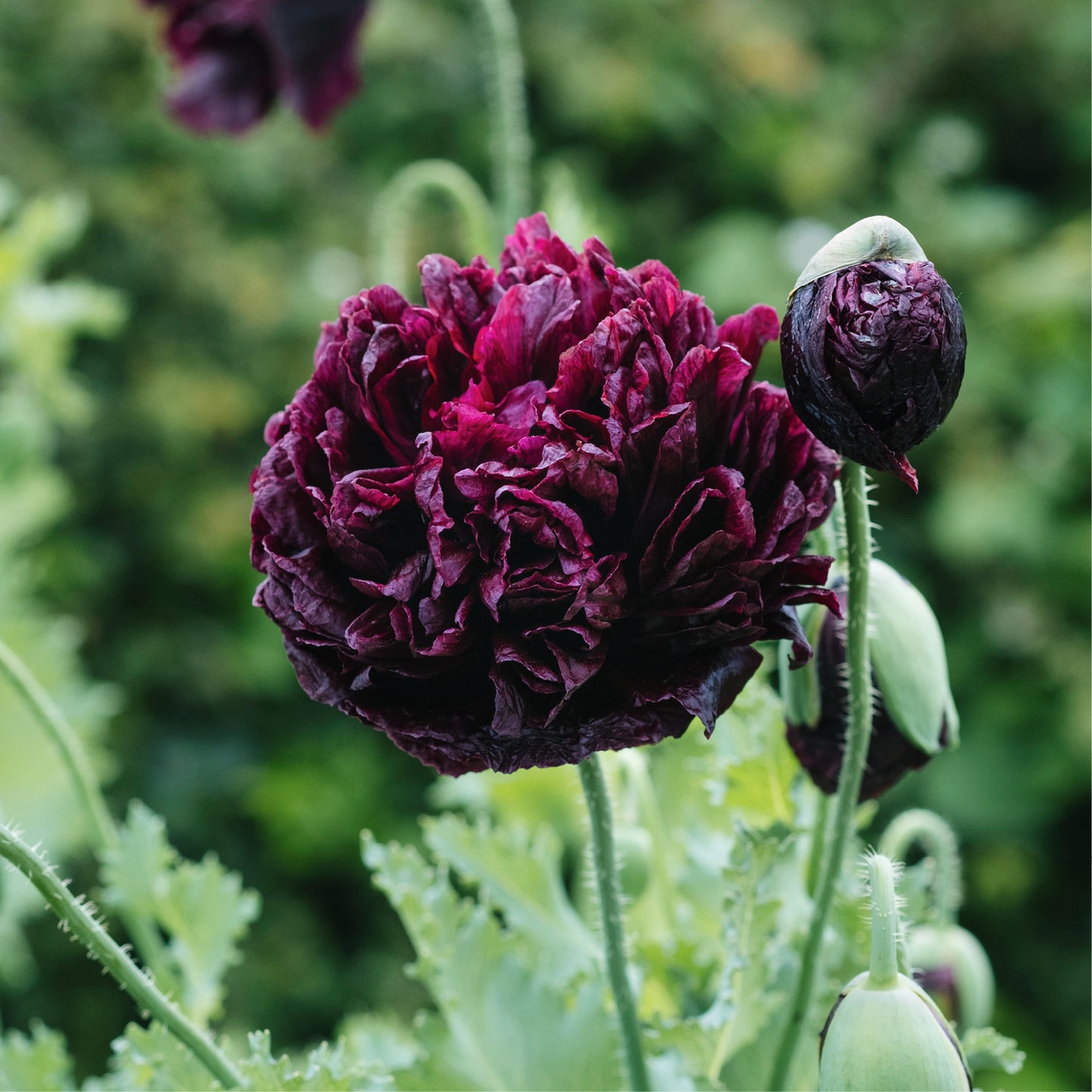 Papaver somniferum 'Black Peony' (sleeping bulb)