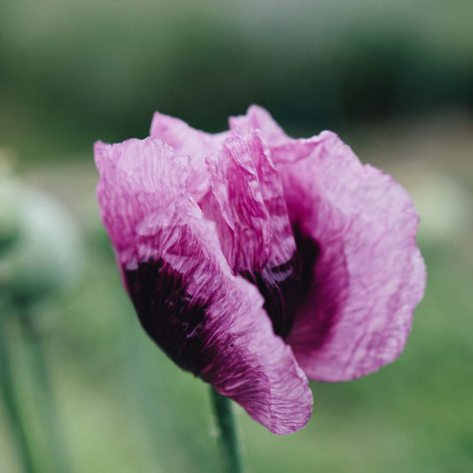 Papaver somniferum 'Hungarian Blue' (sleeping bulb)