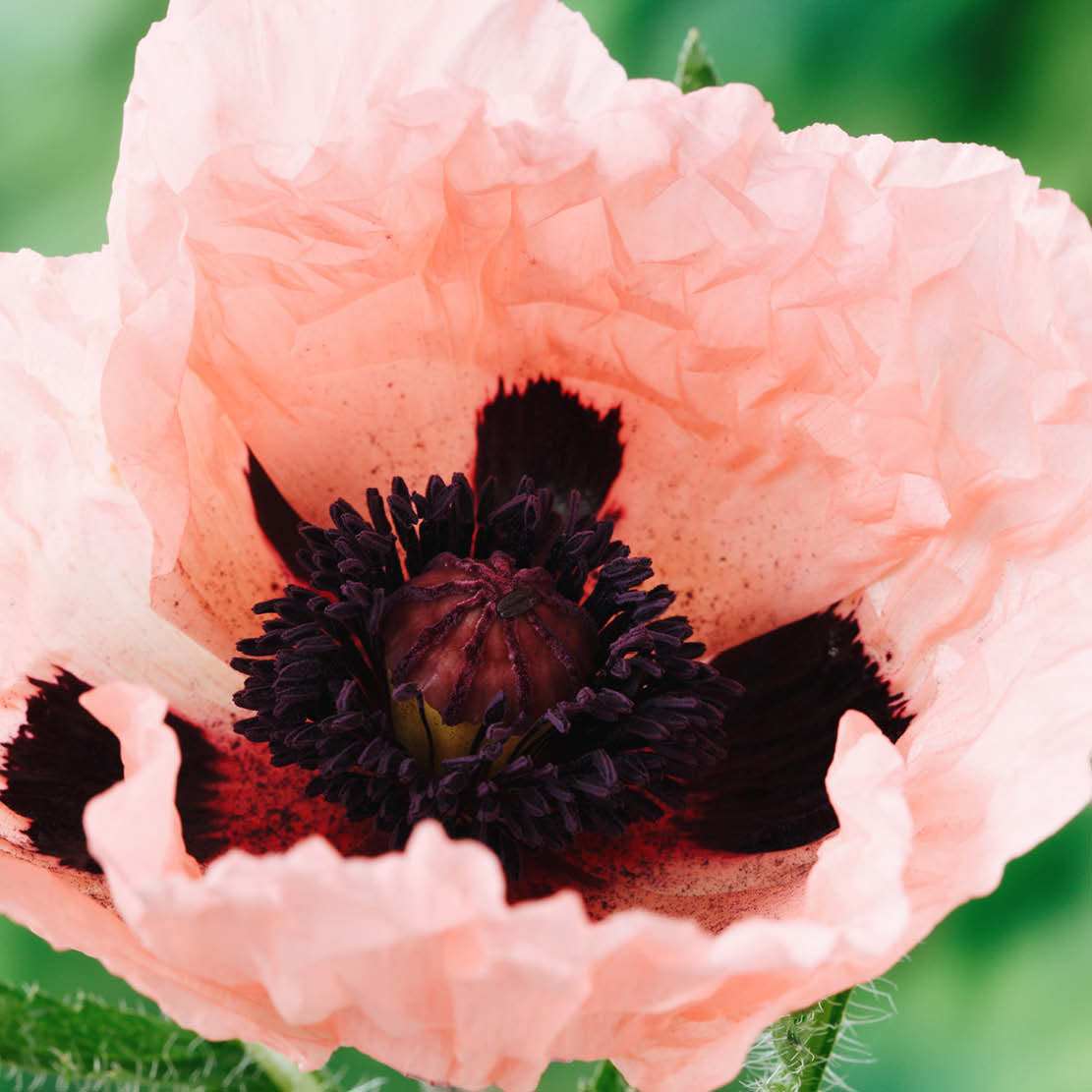 Papaver orientale 'Princess Victoria Louise' (oriental poppy)