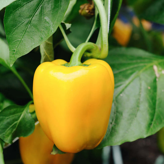 Sweet bell pepper 'Yellow California Wonder' BIO