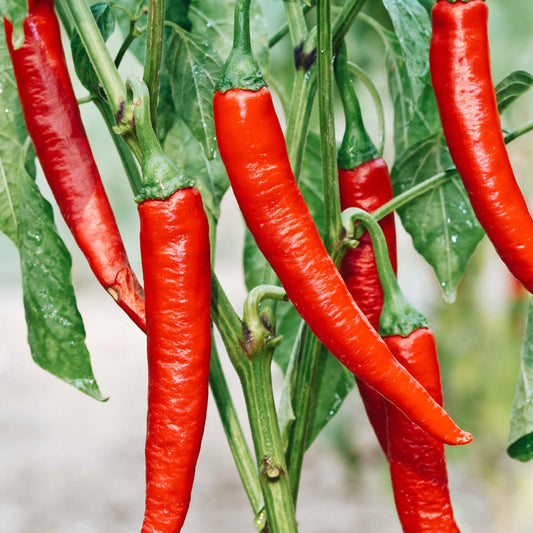 Red pepper 'Cayenne Long Slim' BIO