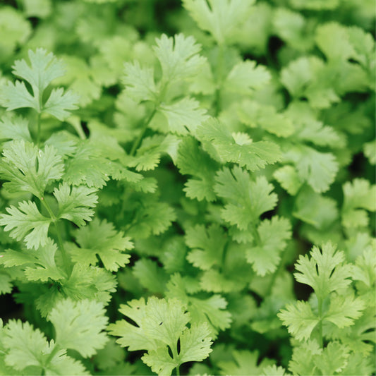 Parsley 'Plain Cut 3' BIO