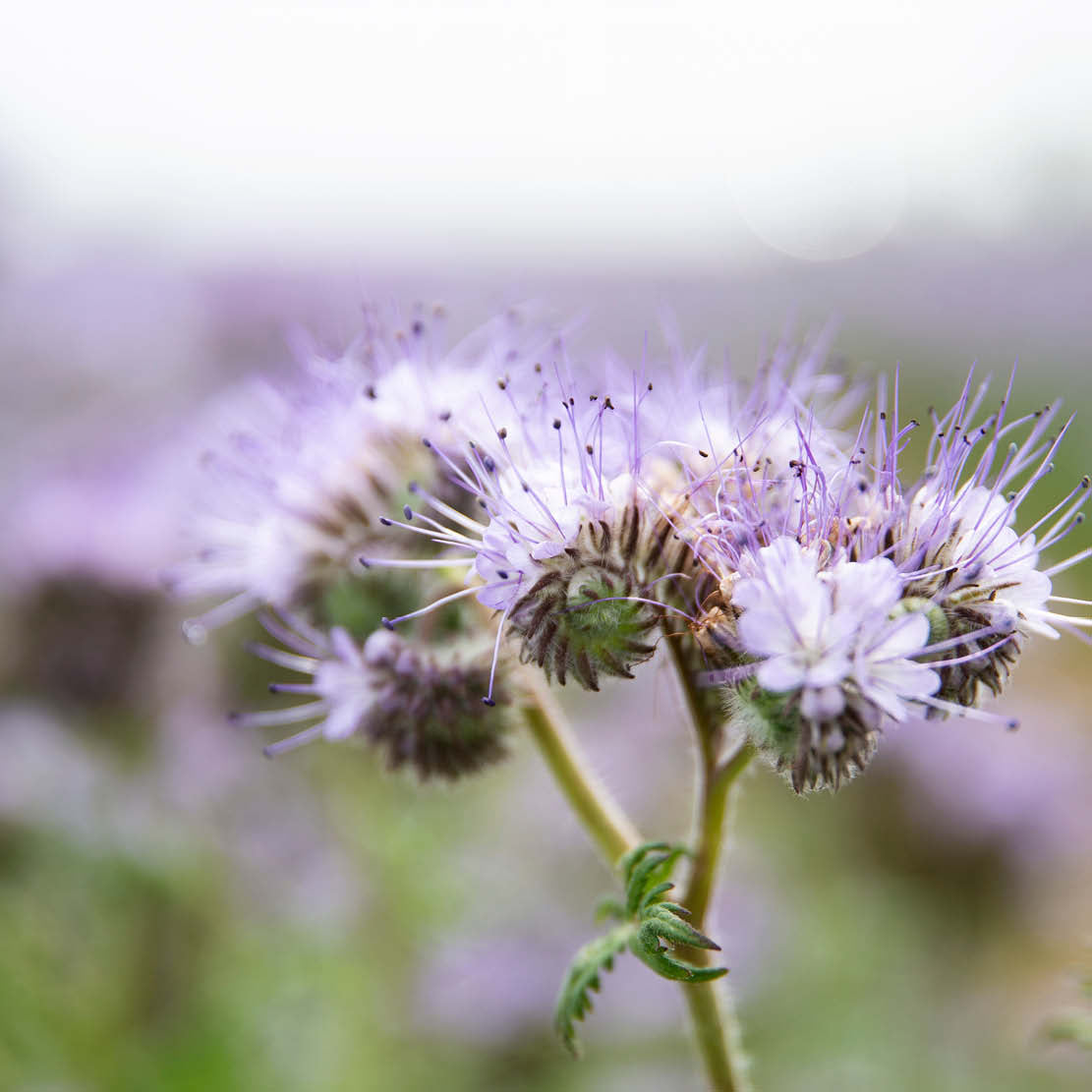 Phacelia tanacetifolia (bee bread) BIO