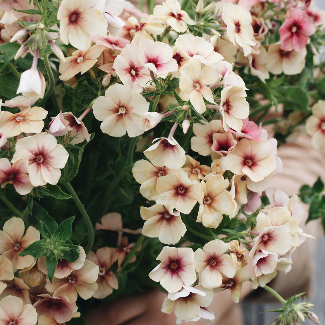 Phlox 'Cherry Caramel' (phlox)