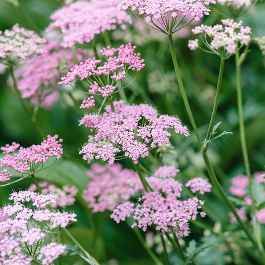 Pimpinella major 'Rosea' (large beaver wilt) ECO