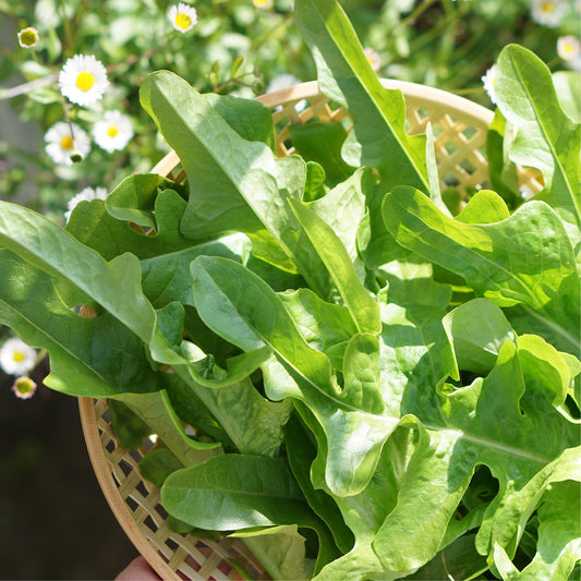 cutting lettuce 'Catalogna' BIO