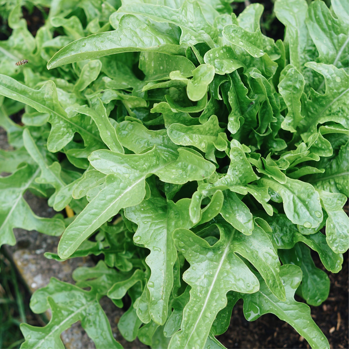 cutting lettuce 'Catalogna' BIO