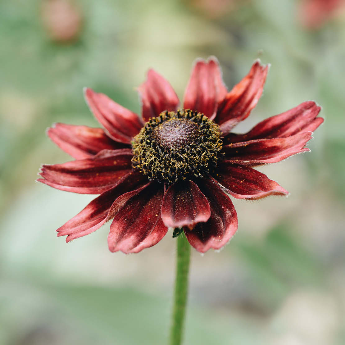 Rudbeckia hirta 'Cherry Brandy' (sun hat)