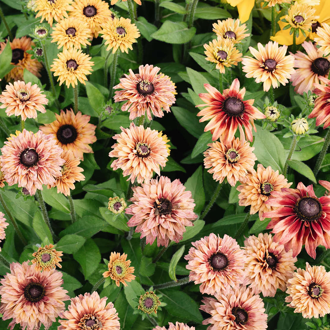 Rudbeckia hirta 'Sahara' (sun hat)