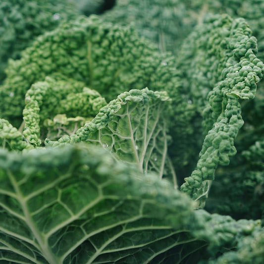 Savoy cabbage 'Bloemendaal Yellow' BIO