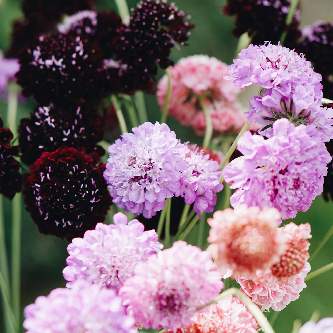 Scabiosa atropurpurea 'Double Flowered mix' (dovewort)