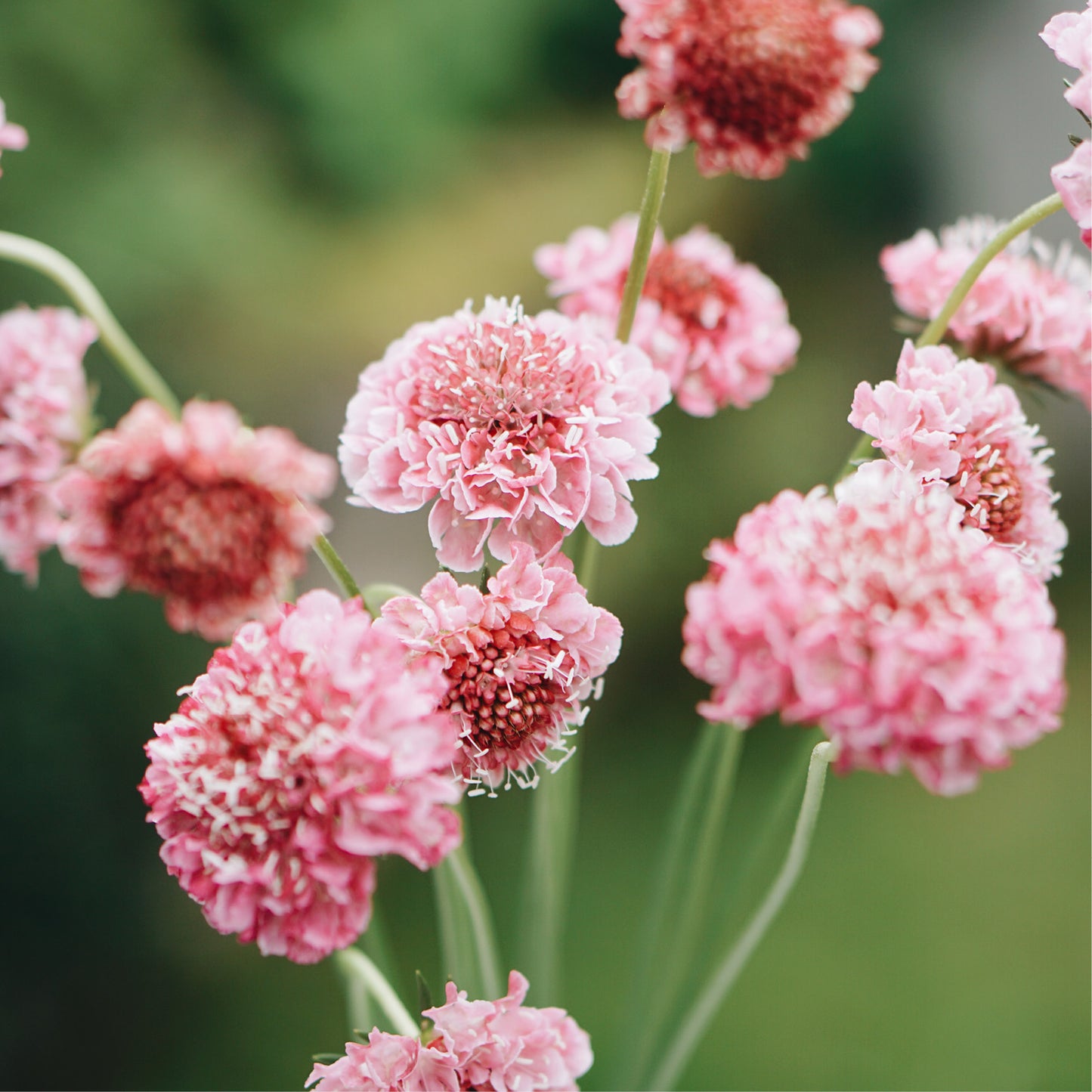 Scabiosa atropurpurea 'Salmon Queen' (dovewort)