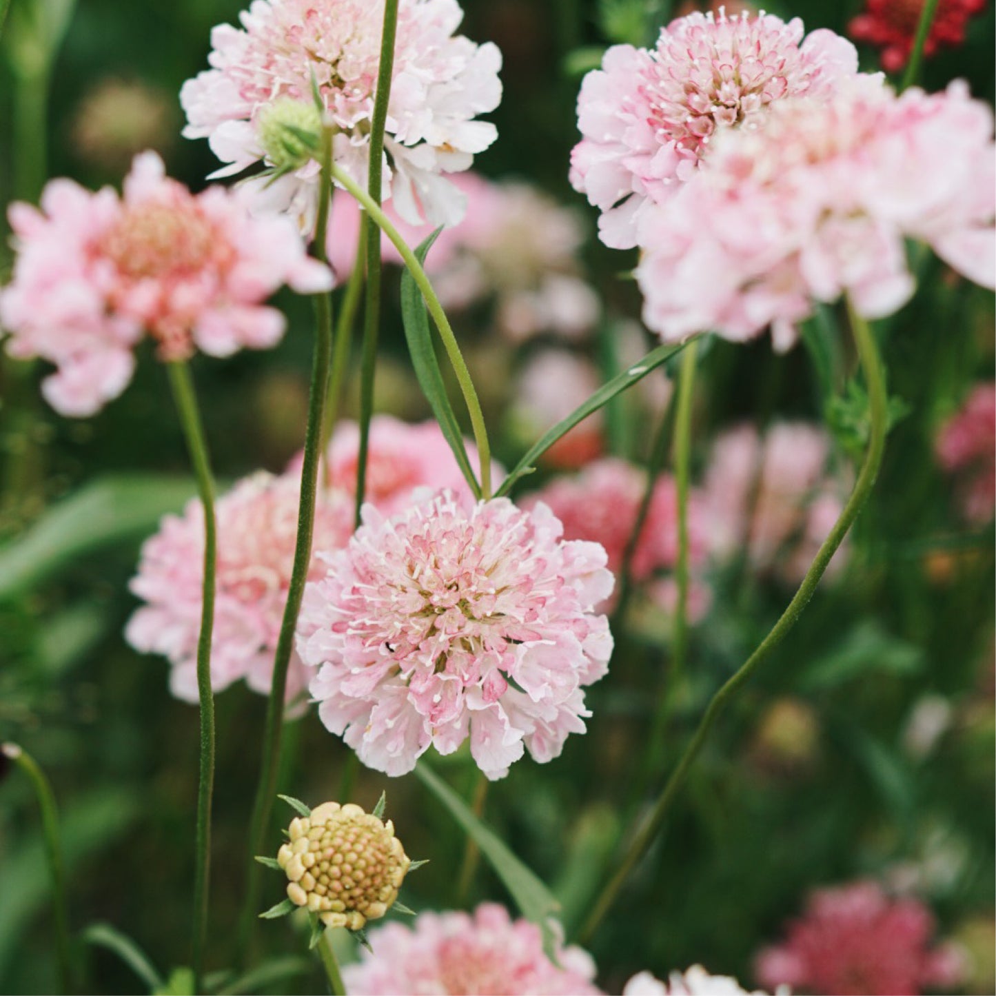 Scabiosa atropurpurea 'Salmon Queen' (dovewort)