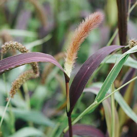 Setaria macrocheata 'Red Jewel' (bird millet) BIO