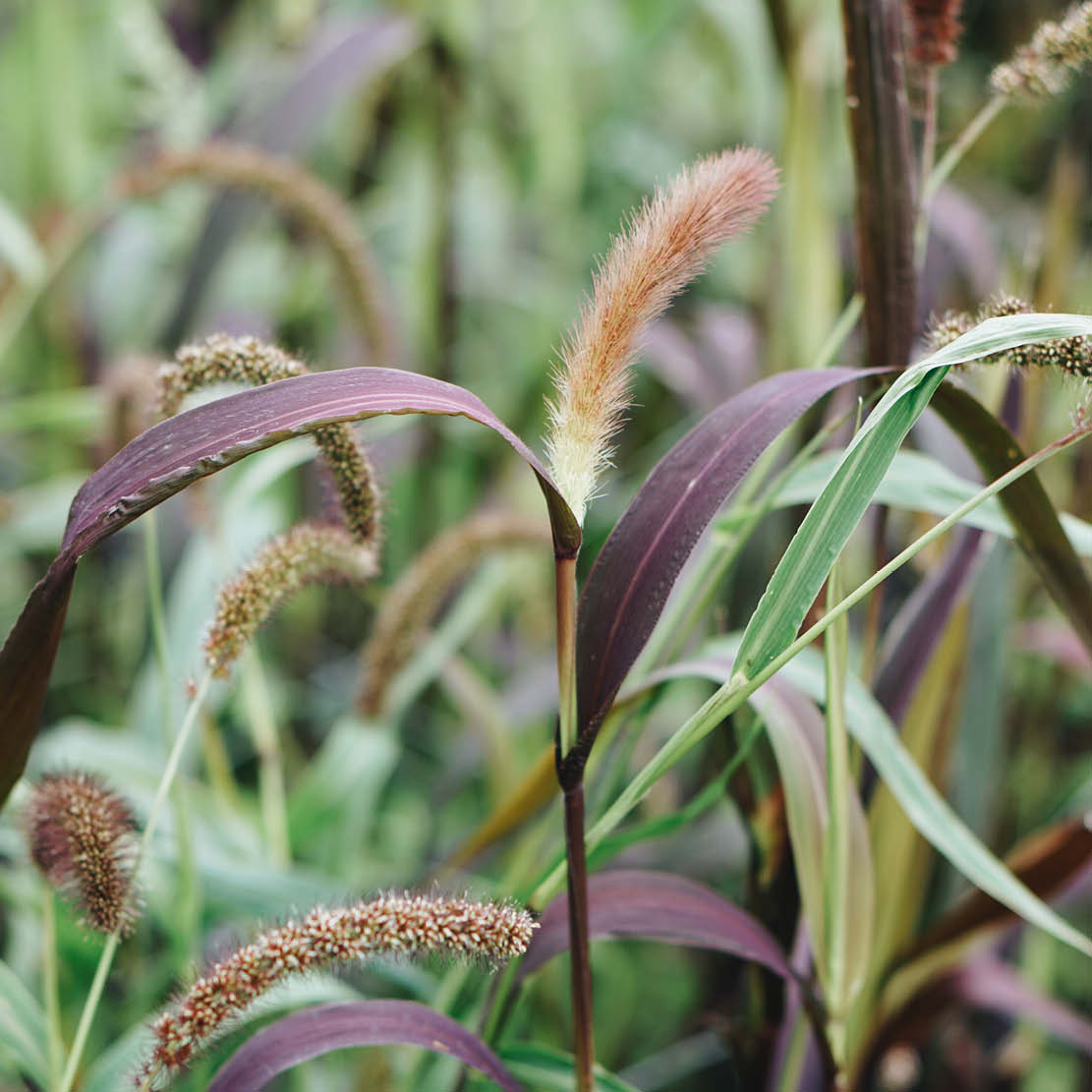 Setaria macrocheata 'Red Jewel' (bird millet) BIO