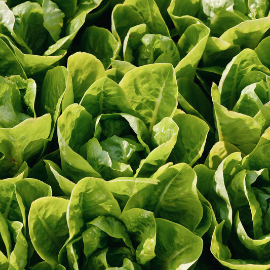 Lettuce 'Little Gem'