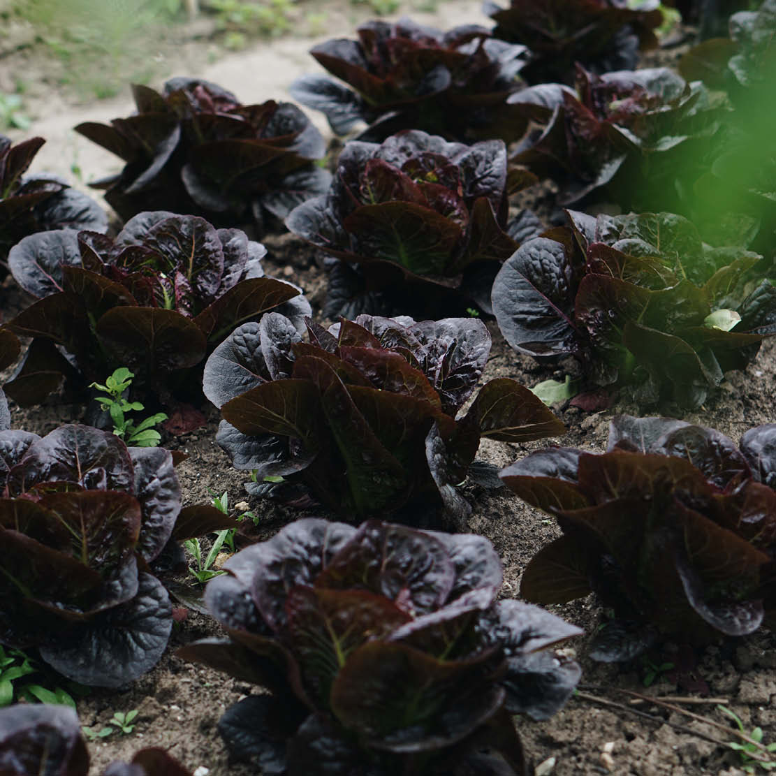 Lettuce 'Little Leprechaun' BIO