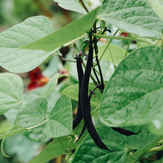 Stick bean 'Blauhilde'