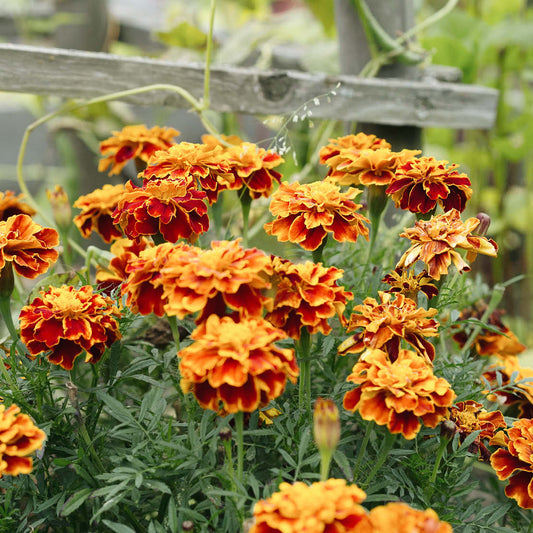 Tagetes patula 'Honeycomb' (African Marigold)