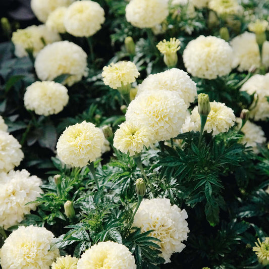 Tagetes erecta 'Kilimanjaro White' (African Marigold)