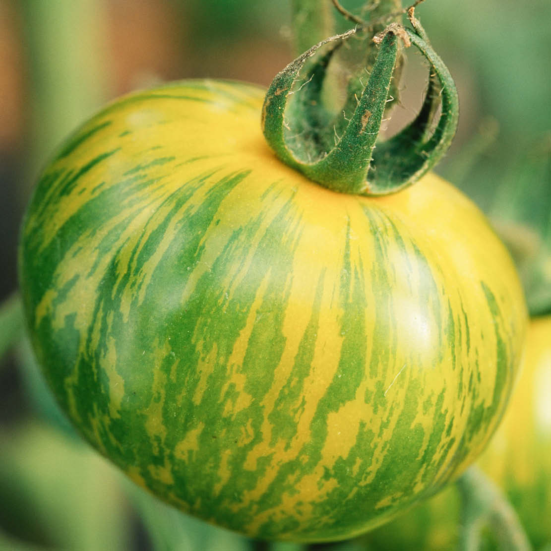 Vine tomato 'Green Zebra' BIO