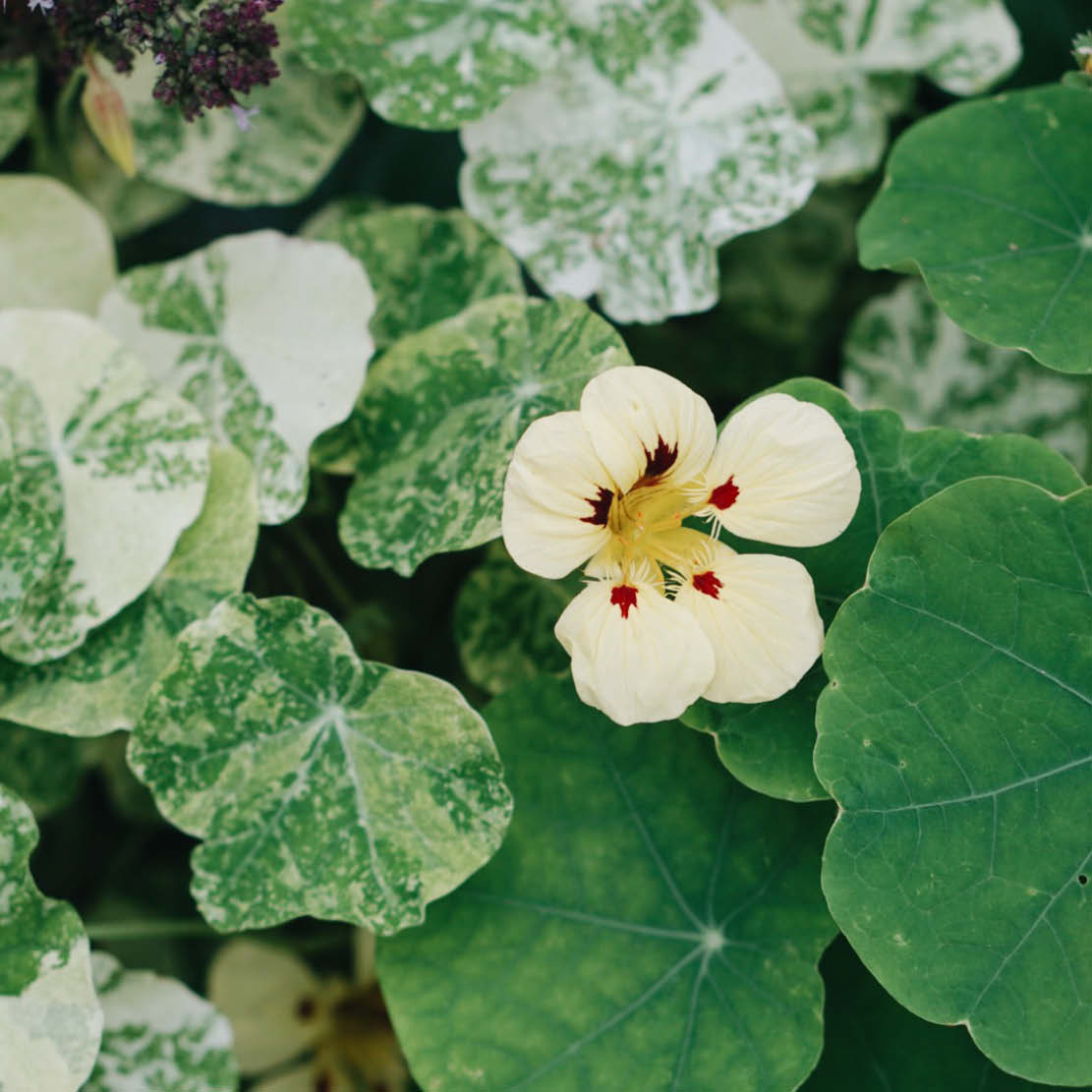 Tropaeolum minus 'Cream Troika' (East Indian cherry)