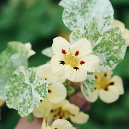 Tropaeolum minus 'Cream Troika' (East Indian cherry)