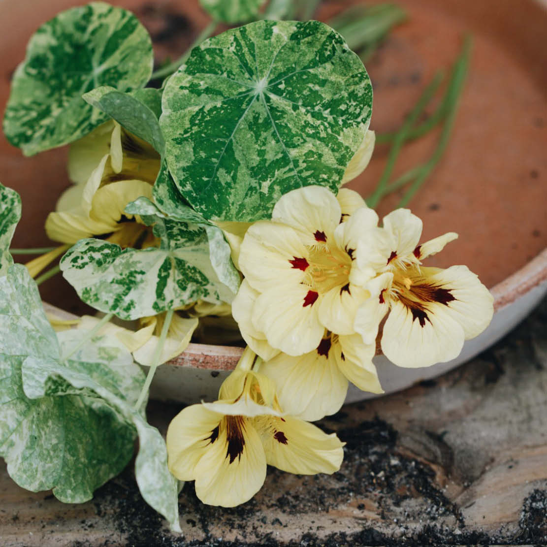 Tropaeolum minus 'Cream Troika' (East Indian cherry)