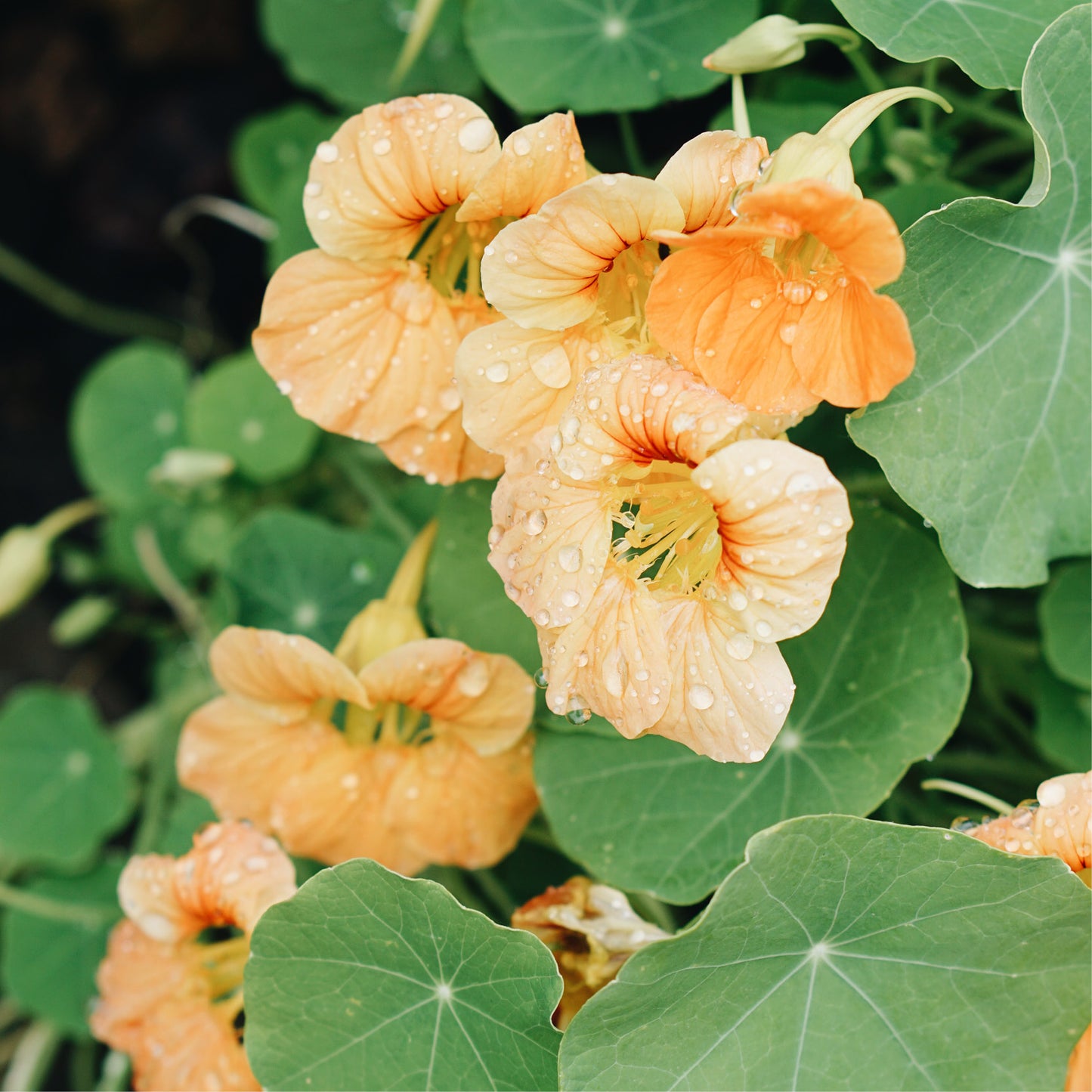 Tropaeolum minus 'Salmon Gleam' (East Indian cherry)