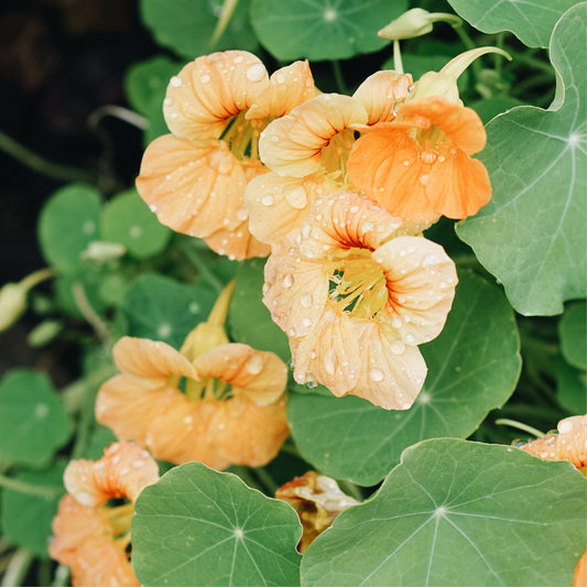 Tropaeolum minus 'Salmon Gleam' (East Indian cherry)