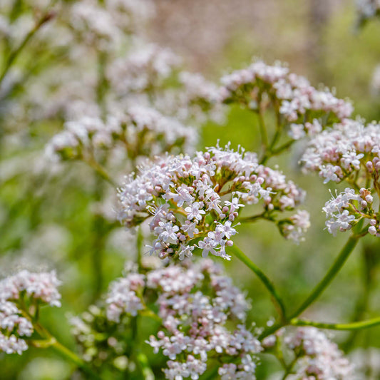 Valeriana officinalis (true valerian) ECO