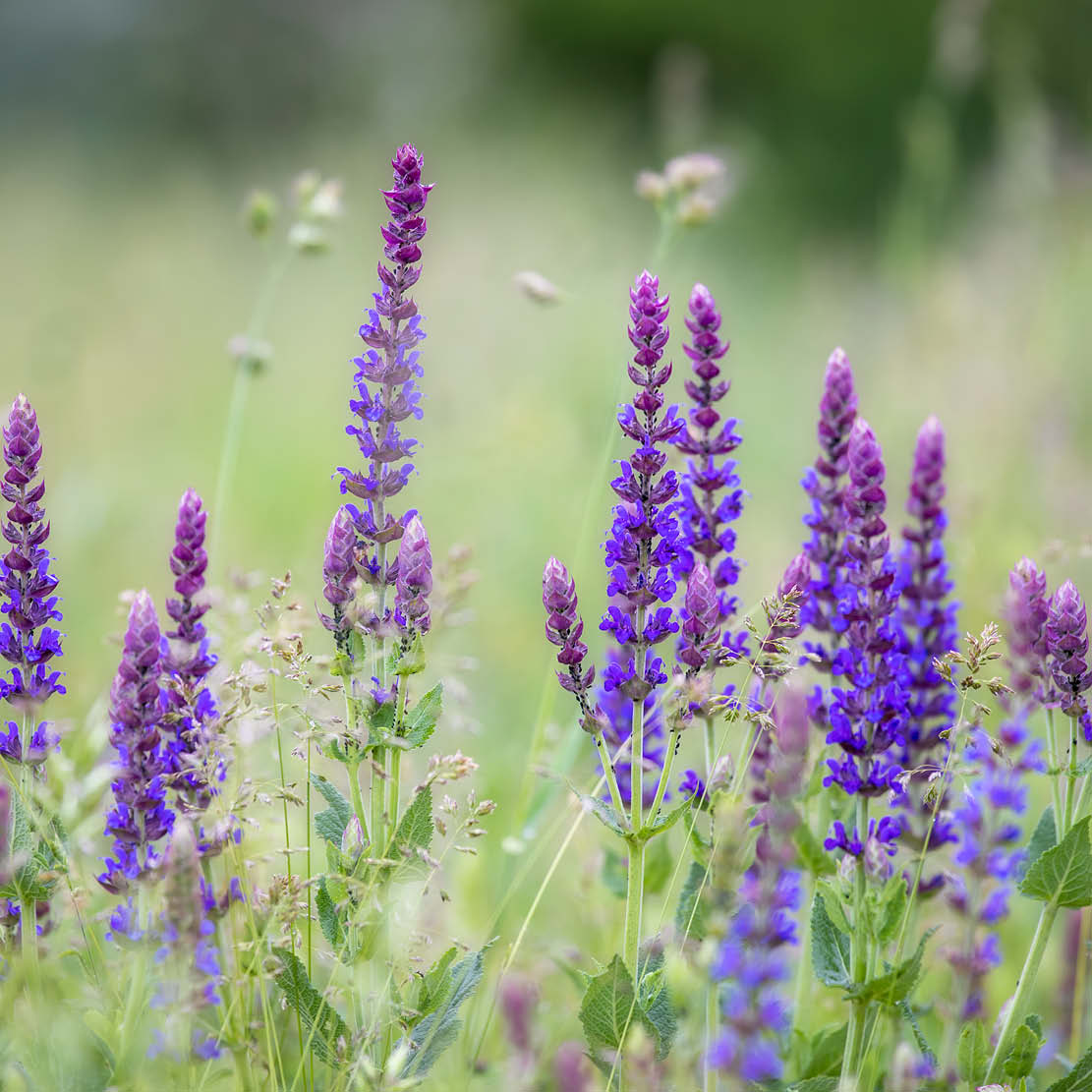 Salvia pratensis (field sage) ECO