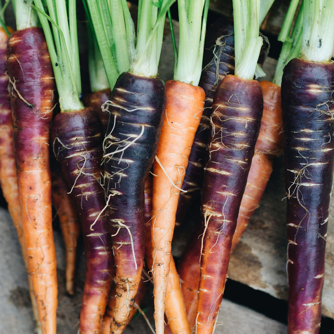 Summer carrot 'Purple Haze F1'