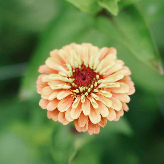 Zinnia elegans 'Queen Lemon Peach'