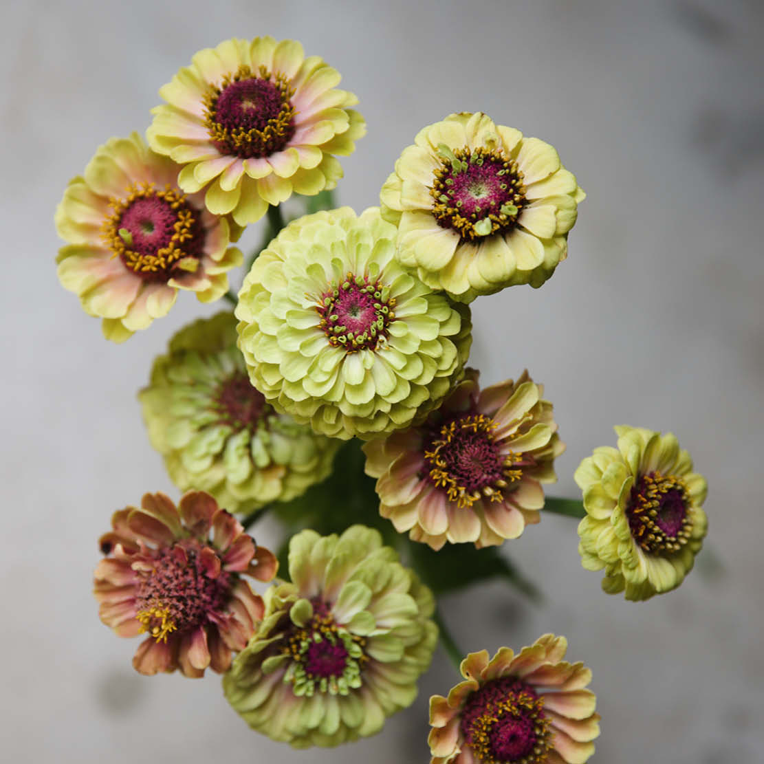 Zinnia elegans 'Queen Lime Blush'