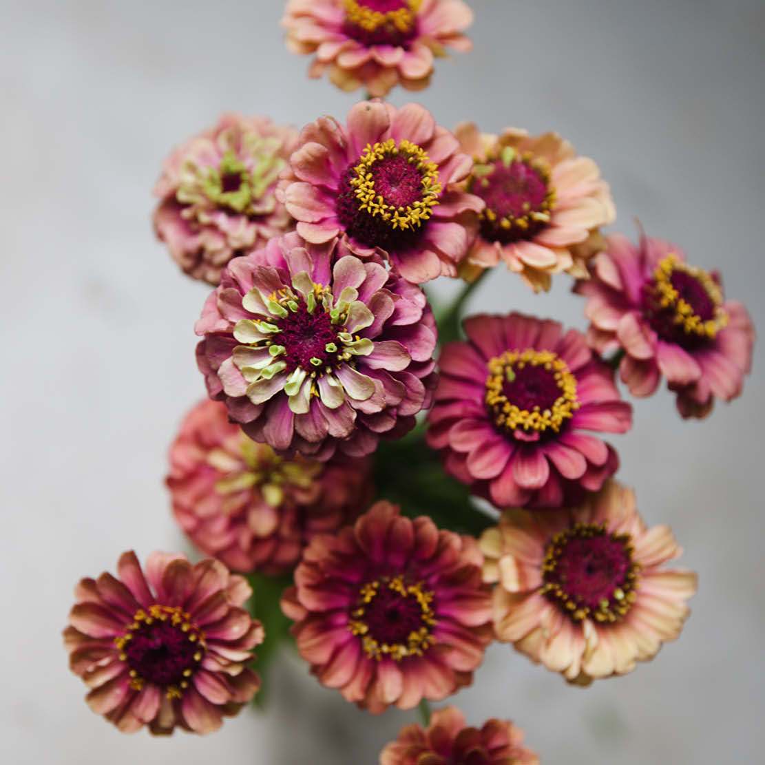 Zinnia elegans 'Queen Red Lime'