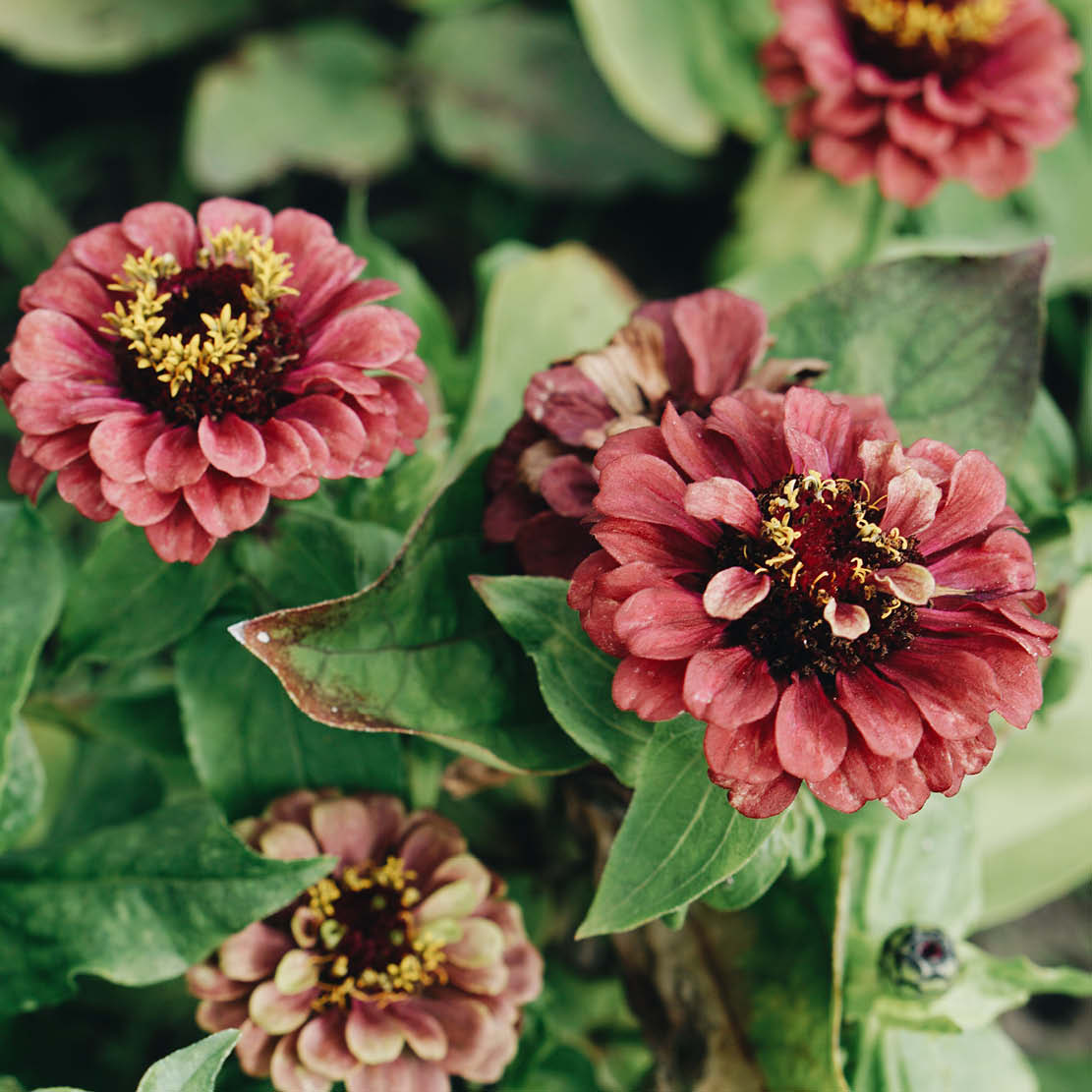 Zinnia elegans 'Queen Red Lime'